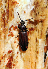 Zagłębek bruzdkowany (Rhysodes sulcatus), chrząszcz z rodziny zagłębkowatych (Rhysodidae) – bardzo rzadki i ginący gatunek naturalnych i pierwotnych lasów strefy umiarkowanej
