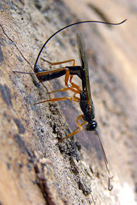 Parazytoid Xorides rufipes, przedstawiciel błonkówek z rodziny gąsienicznikowatych (Ichneumonidae)