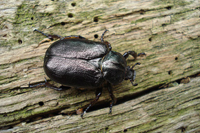 Pachnica (Osmoderma sp.) – rzadki próchnojad, którego larwy odżywiają się rozkładanym przez grzyby drewnem