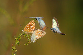 Dwa samce podlatujące do kopulującej pary dały szansę na zrobienie dynamicznego zdjęcia. Modraszek korydon (Polyommatus coridon)