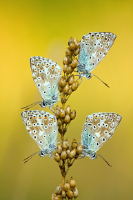 Kilka owadów w zestawieniu również może stworzyć ciekawą kompozycję. Modraszek korydon (Polyommatus coridon)