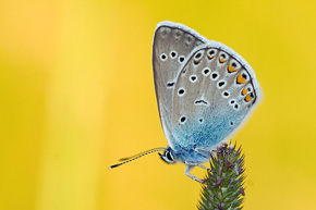 Przy fotografowaniu obiektywem makro możemy poeksperymentować z kolorystyką tła. Modraszek amandus (Polyommatus amandus)