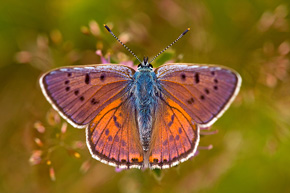 Wiele motyli zachwyca nas swoimi barwami, kiedy patrzymy na nie „od góry”. Czerwończyk zamgleniec (Lycaena alciphron)