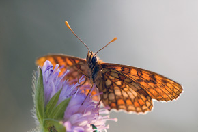 Fotografując „pod światło”, mamy szansę pokazać fakturę skrzydeł. Przeplatka atalia (Melitaea athalia)