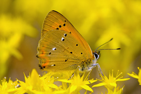 ...ale warto pamiętać, że wiele gatunków również od spodu ma niezwykle fotogeniczne wzory. Czerwończyk dukacik (Lycaena virgaureae)