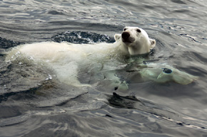 Bezpośrednie spotkanie fotografa i niedźwiedzia polarnego w wodzie