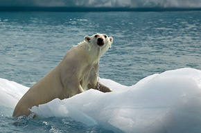Niezadowolony z bliskiego spotkania niedźwiedź, uciekając przed fotografem, dotarł do dryfującej w okolicy góry lodowej