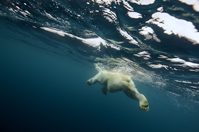 Niedźwiedź polarny widziany oczami nurka