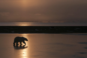 Niedźwiedzie polarne większą część roku spędzają samotnie, łącząc się na krótko w pary w trakcie okresu godowego
