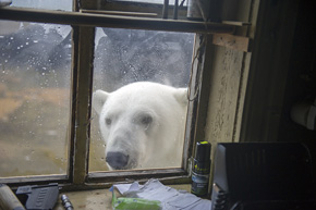 Niedźwiedzie polarne schodzące na stały ląd w poszukiwaniu pożywienia zbliżają się do siedzib ludzkich, co w wielu przypadkach prowadzi do konfliktów