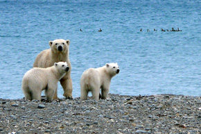 Białe ubarwienie niedźwiedzi polarnych stanowiące doskonaly kamuflaż na śniegu, po zejściu zwierząt na stały ląd pełni zgoła odmienną funkcję, skutecznie utrudniając im zdobywanie pokarmu