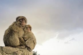 Makaki gibraltarskie są jedynymi żyjącymi na wolności małpami w Europie