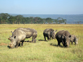 Nosorożce padają łupem kłusowników także w innych krajach Afryki, również tutaj – w Parku Narodowym Jeziora Nakuru w Kenii