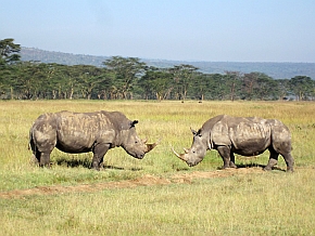 W Afryce Południowej pastwą kłusowników padają przede wszystkim nosorożce białe (Ceratotherium simum)