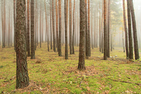 Współczesna gospodarka leśna odchodzi już od wielkoobszarowych monokultur sosnowych i lasów wysprzątanych z wszelkiego martwego drewna