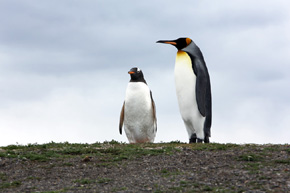 Spotkanie na krańcu świata – pingwin białobrewy (Pygoscelis papua) i jego większy towarzysz pingwin królewski (Aptenodytes patagonicus) nierzadko zakładają swe kolonie w pobliżu