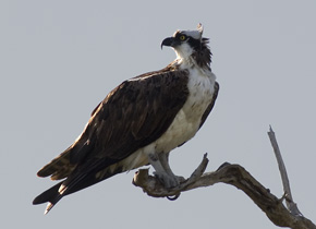 Jeśli rybołów (Pandion haliaetus) ma w Polsce przetrwać, wymaga intensywnej ochrony. Nie wystarczy samo objęcie go ochroną prawną