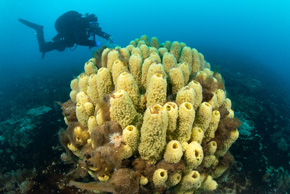 Ogromna kolonia gąbki Mycale acerata u podnóża podwodnego stoku w Zatoce Ezcurra