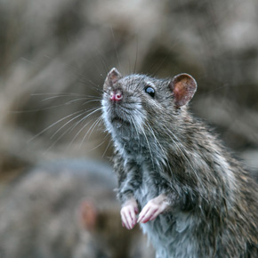 Wibrysy, czyli włosy czuciowe, służą szczurom do badania podłoża, pożywienia i towarzyszy