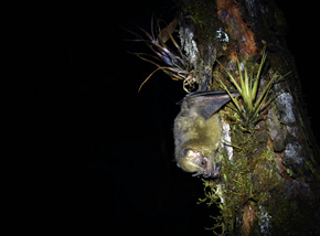 Owocowiec z gatunku Dermanura ravus – ten owocożerny nietoperz mieszka pod samodzielnie wykonanymi namiotami z liści drzew