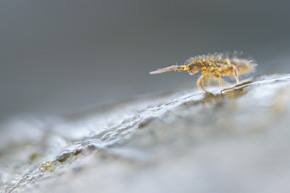 Skoczogonki mają  wiele ciekawych cech adaptacyjnych. Charakterystyczna dla nipchlicy ogrodowej (Orchesella cincta) z rzędu Entomobryomorpha jest zdolność dostosowywania aktywności rozrodczej do panujących warunków atmosferycznych. W niesprzyjających okolicznościach (upały i niskie temperatury) cała populacja odkłada rozmnażanie do czasu poprawy warunków. Jest to skuteczna strategia, która pozwala temu gatunkowi na maksymalne wykorzystanie dostępnych zasobów