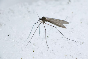 Zimienie chłodoluby (Trichocera hiemalis) często latają nad śniegiem, od czasu do czasu przysiadając na nim, aby odpocząć