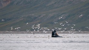 Chwilę po wynurzeniu i pochłonięciu ogromnej ilości kryla (Spitsbergen)