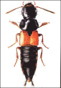 Kusak (Quedius breviconis) występuje najczęściej w wilgotnych dziuplach
