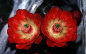 Kwiaty kaktusów - np. jeżopalczaka trójigłowego (<i>Echinocereus triglochidiatus</i>) - to wiosenne klejnoty pustyni Chihuahua