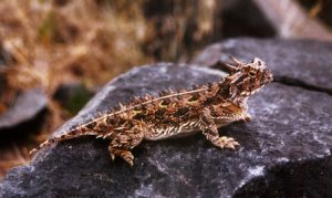 Pustynny legwan - frynosoma rogata (<i>Phrynosoma cornutum</i>) - dorasta do 14 cm długości