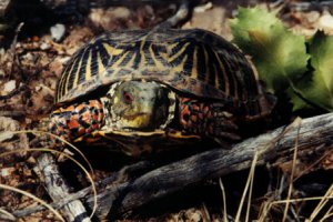 Chociaż terapena ozdobna (<i>Terrapene ornata</i>) należy do rodziny żółwi błotnych (<i>Emydidae</i>), całkiem dobrze radzi sobie na pustyni