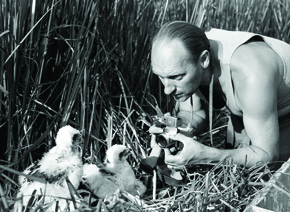 Włodzimierz Puchalski fotografujący pisklęta jastrzębia trzciniaka, czyli błotniaka stawowego (Zator k. Oświęcimia 1953)