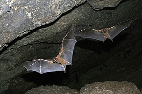 Rudawce nilowe (Rousettus aegyptiacus) to jedyne nietoperze z podrzędu Megachiroptera, które wykształciły zdolność echolokacji, co umożliwia im korzystanie z głębokich jaskiń jako schronienia