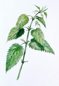 Pokrzywa zwyczajna. Urtica dioica